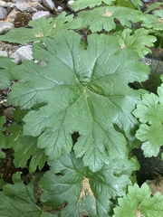 Darmera peltata