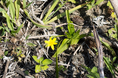 Hypoxis angustifolia