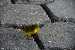 Setophaga petechia aureola