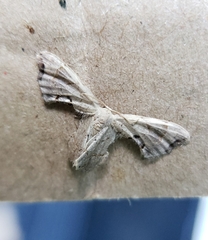 Calledapteryx dryopterata