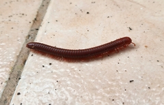 Trigoniulus corallinus