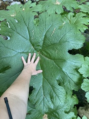 Darmera peltata
