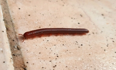 Trigoniulus corallinus