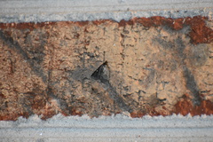 Tetanolita mynesalis