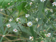 Symphyotrichum ontarionis