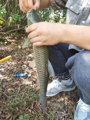 Ctenopharyngodon idella