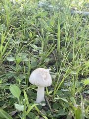 Amidella