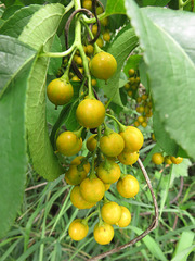 Celastrus scandens