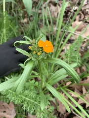 Erysimum capitatum