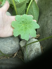 Darmera peltata