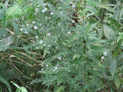 Symphyotrichum ontarionis