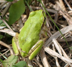 Hyla japonica