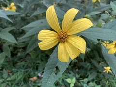 Helianthus decapetalus