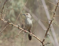Prinia gracilis