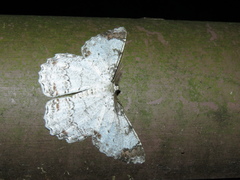 Epimecis