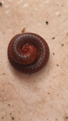 Trigoniulus corallinus