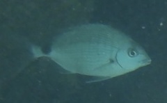 Diplodus bermudensis
