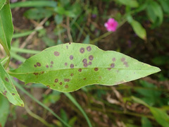 Septoria divaricata