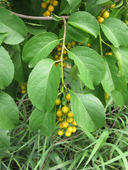 Celastrus scandens