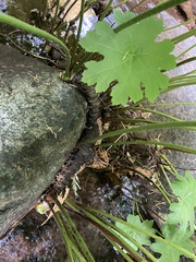 Darmera peltata