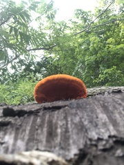 Trametes cinnabarina