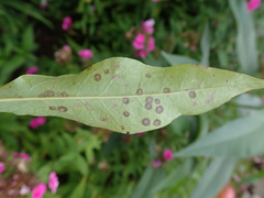 Septoria divaricata