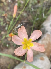 Moraea miniata