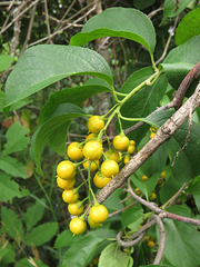 Celastrus scandens