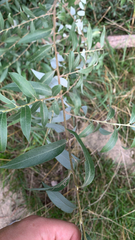 Salix alba