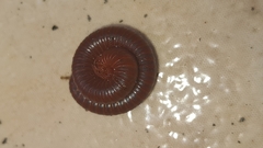 Trigoniulus corallinus