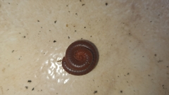 Trigoniulus corallinus