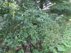 Physocarpus opulifolius