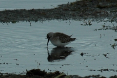 Calidris ferruginea