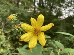 Helianthus decapetalus