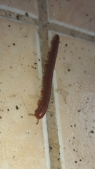 Trigoniulus corallinus