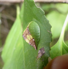Prolimacodes badia