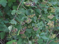 Physocarpus opulifolius
