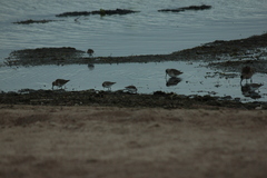 Calidris ferruginea