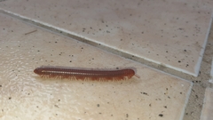 Trigoniulus corallinus