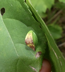 Prolimacodes badia