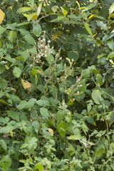 Isoglossa woodii