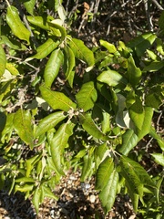 Quercus ilex