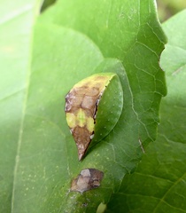 Prolimacodes badia