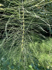 Equisetum telmateia telmateia