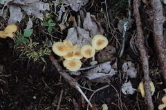 Gloioxanthomyces