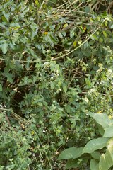 Justiciinae