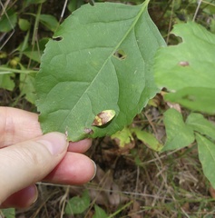 Prolimacodes badia