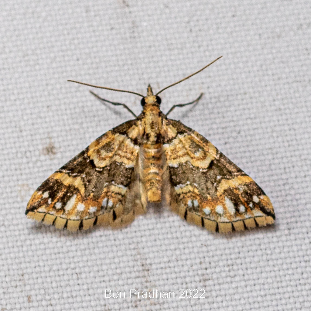 Perizoma quadrinotata