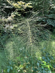 Equisetum telmateia telmateia