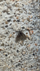 Clogmia albipunctata